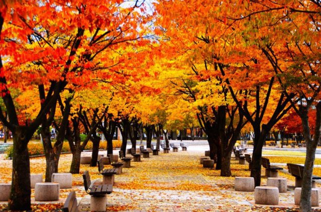 Best Places to Enjoy Fall Foliage in Seoul